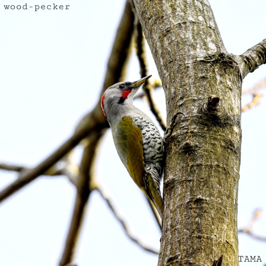 woodpecker