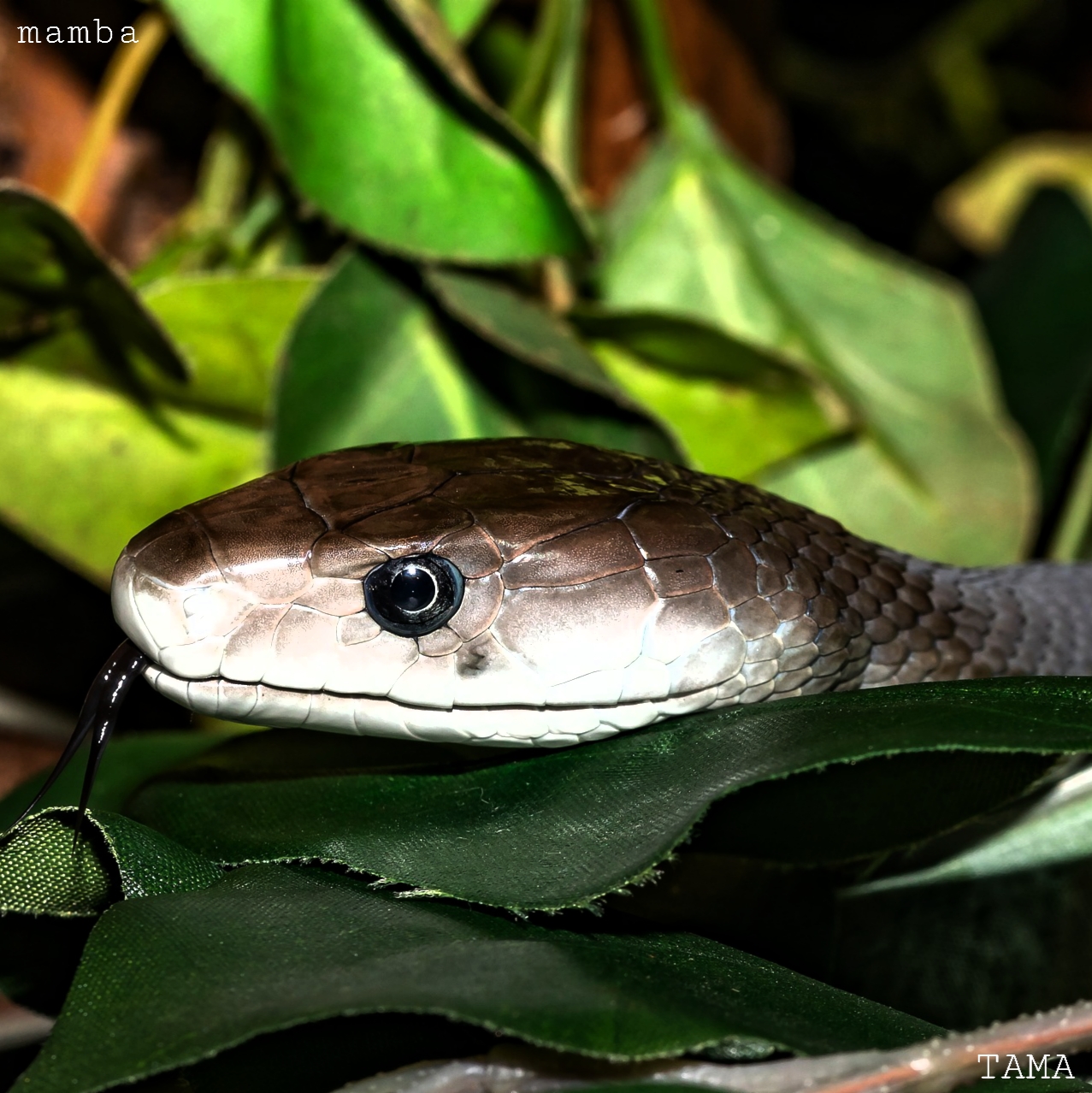 ブラックマンバの恐ろしい速さとは 世界最速の蛇 Tama Reports