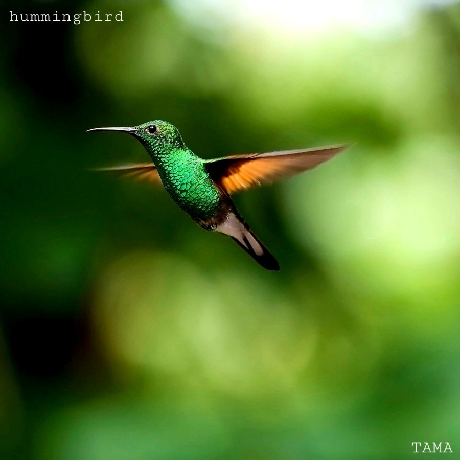 hummingbird