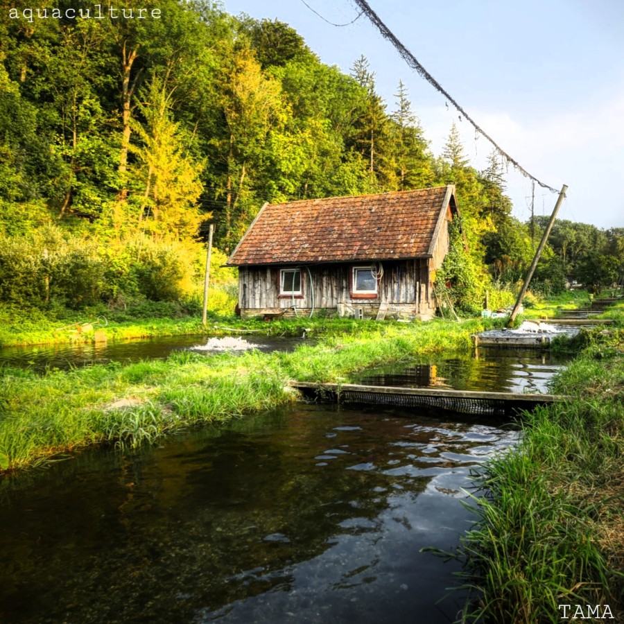 Artificial Breeding Water